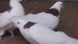 гривуны ижевские линялые...