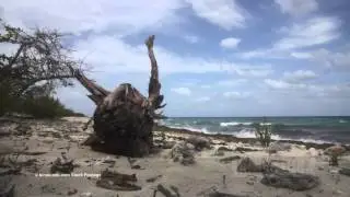 0000101 wild beach caribbean KINESTOCK