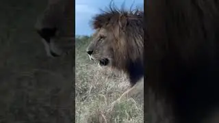 Big boys things #kruger #wildlife #hyena #animals #elephant #hyenas #lion #bear #wolf #leopard #deer