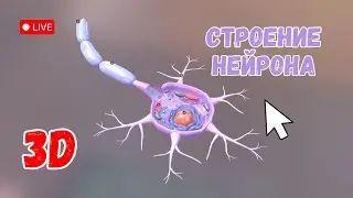 Строение нейрона. Изучаем в 3D