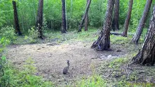 Огромный заяц - хозяин тайги, видео с фотоловушки