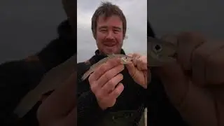 The smallest Whiting I've ever caught?! 😆🎣