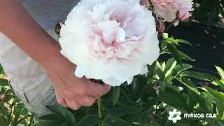 Jorgiana shaylor peony. Джорджиана Шейлор пион. Пулков сад (2022 г)