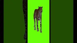 Tiger  green screen 