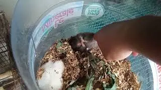 Kelinci dan hamster di toko hewan @Hewannusantara @Hewannusantara