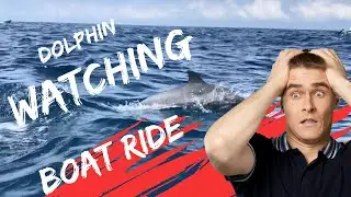 Why Does Everyone Like dolphins? | Dolphin Watching Boat Ride