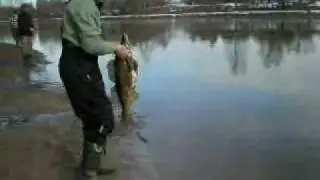 Ікряна мамка.