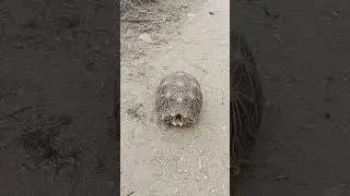 tortoise shorts #tortoise