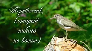 Перевозчик, который никого не возит)