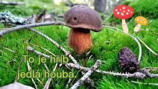 HOUBY 🍄 Přírodověda