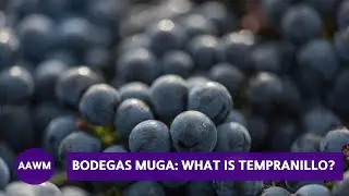 Wine Education 101: Juan Muga describes Tempranillo.