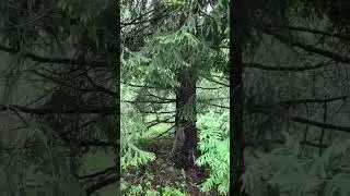 Из-за елочки в лесу