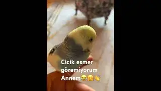 Tamamen Uydurma paşa😂 cicik esmer göremiyorum annem