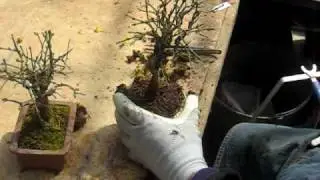 Bonsai 1