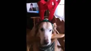 Cute dog with reindeer antlers