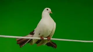 Pigeon Green Screen Video 🕊️ green Screen Flying Pigeon On Globe | Green Screen Pigeon