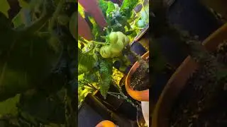 🍉 Новости из Зимней Теплицы 🍀 Январь 2024 🎄 