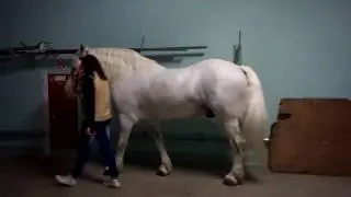 лошади в цирке