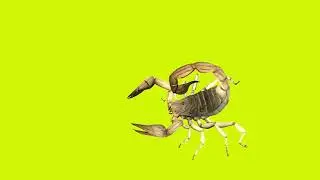 Scorpion Animation Green Screen