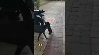 🐕🐶🐾🤪🤪
