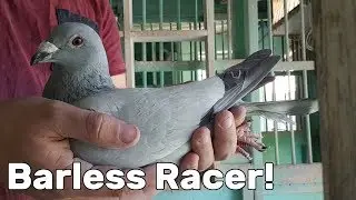 Barless racing pigeon
