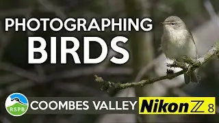 Photographing birds at RSPB Coombes Valley - Nikon Z8