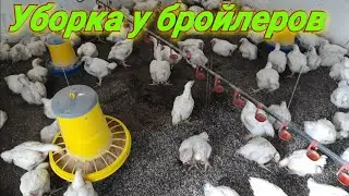Уборка у бройлеров! Кормушки, нюансы!