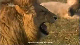 आ हा हा हा आ हा | No Copyright Video (NCV)