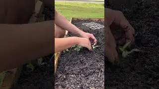 Part 2 #cutflowers #flowergarden #flowers #gardening #raisedgardenbeds #cutflowergarden #diygarden