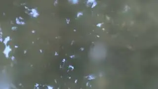 Рак скинул панцирь
