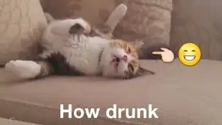 Drunken Kitty Could Be So Cute