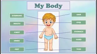 Body Parts | Kids Vocabulary | Name of Body Parts #englishvocabulary