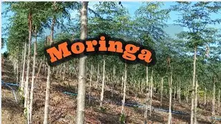 plantação de moringa junto com a pimenta