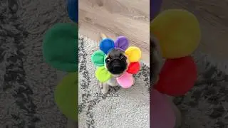 She may be a little odd but I still love her 😂🌼 (Sound by Doug The Pug) 