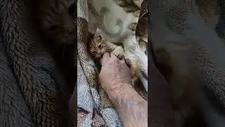 Рыжий Кот Антоха, передает всем привет!)