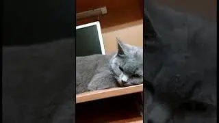 Ты ведь знаешь что в субботу кот не ходит на работу)))#прикол