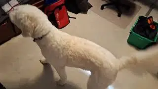 A very polite dog named Maggie