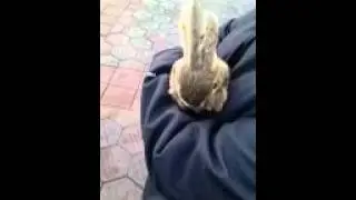 Heidi's Disney bunny