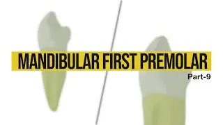 Anatomy of Mandibular first premolar | Dental Anatomy | Part-9