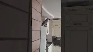 ✅ Реакция попугая на чихание человека / Жако Петруня  