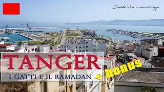 TANGER, i gatti e il Ramadan | 4K | Marocco