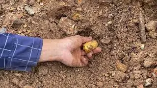 Used the detector to search found treasure of gold