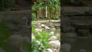Flamingo Sounds🦩