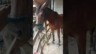 #cavalo