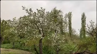 Сильные дожди 🌧️ и грозы