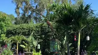 Brown Thrasher Bird Clicking Sound
