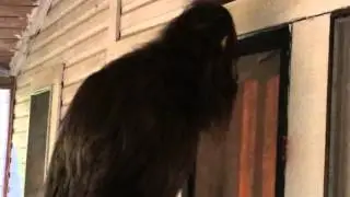 Something In The Woods (bigfoot creature suit test)