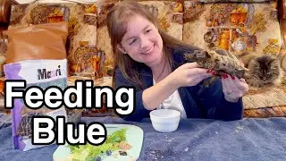 Feeding My Tortoise Blue & Koa Update