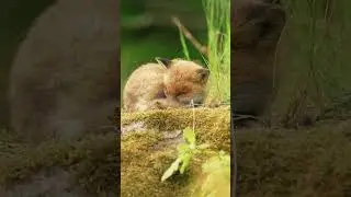 C’est l’heure de se réveiller pour ce bébé renard 