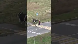The Smartest Cow
